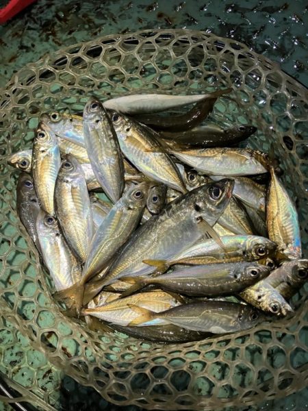 アジング定点観測