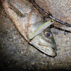 シーバスフィッシング