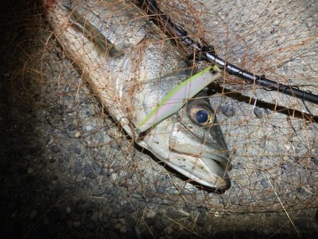 シーバスフィッシング