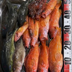 久しぶりの紀北ボート釣行