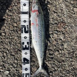 鰤、サワラ探し