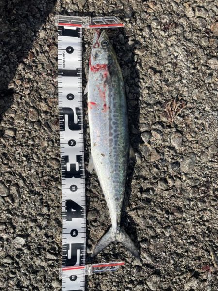 鰤、サワラ探し