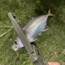 ジグ単de~アジング！これからやのに