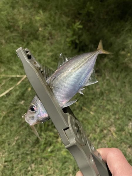 ジグ単de~アジング！これからやのに