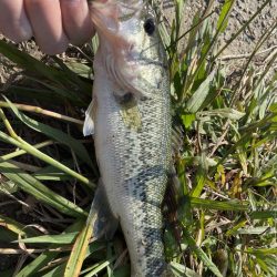 久しぶりのバス釣り