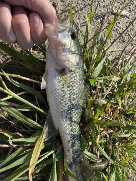 久しぶりのバス釣り