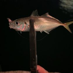 激寒アジング！