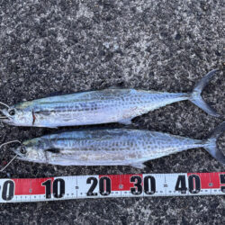 青物シーズン14