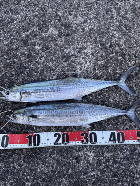 青物シーズン14