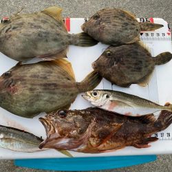 シロギスタ:今シーズンカワハギ終盤戦