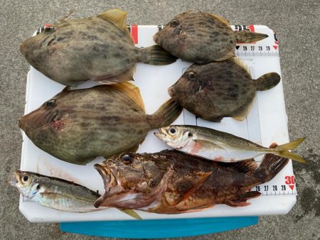 シロギスタ:今シーズンカワハギ終盤戦