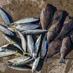 セイゴ、グレ、中アジ釣れてます