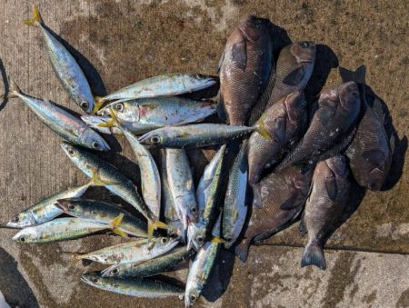 セイゴ、グレ、中アジ釣れてます
