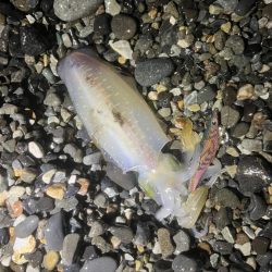 アオリイカ釣行