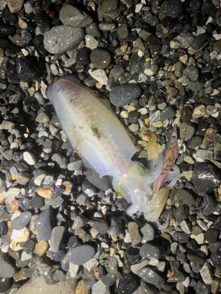 アオリイカ釣行