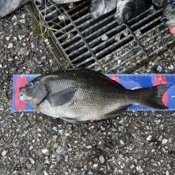 魚津港 フカセ釣り