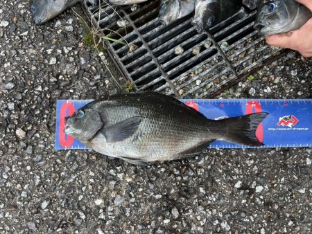 魚津港 フカセ釣り