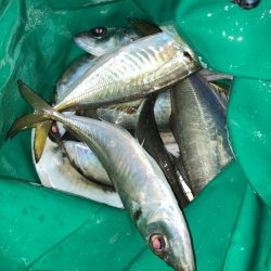 サーフで投げサビキでアジ13匹GET