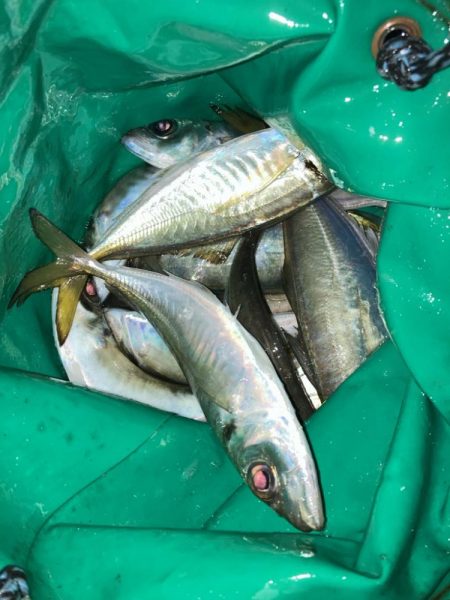 サーフで投げサビキでアジ13匹GET