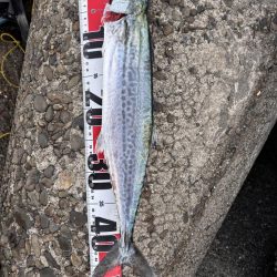 青物シーズン12