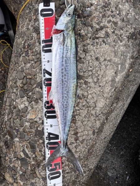 青物シーズン12