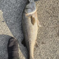 ショアジギング