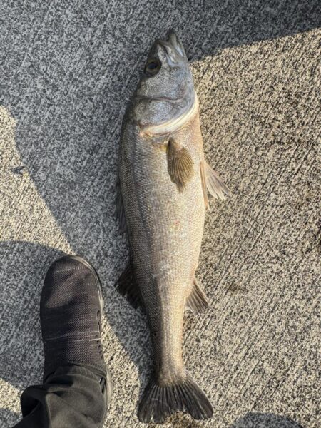 ショアジギング