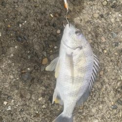 やっとサワラ〜！