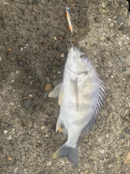 やっとサワラ〜！