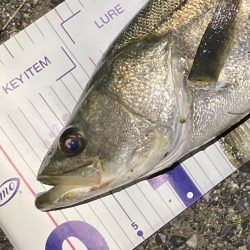 シーバスフィッシング