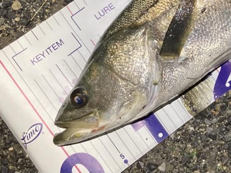 シーバスフィッシング