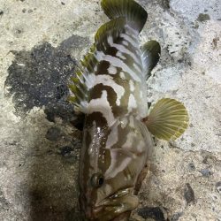 身近なポイントで高級魚キャッチ