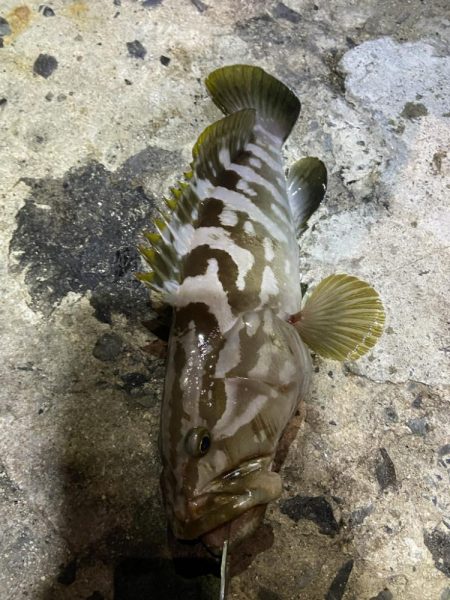 身近なポイントで高級魚キャッチ