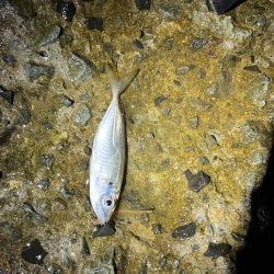 小アジとチャリコ