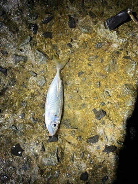 小アジとチャリコ