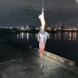 千葉港に湧き湧きのヒイカ