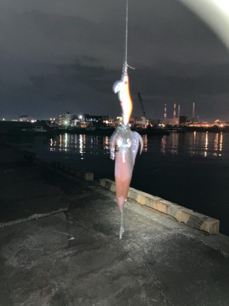 千葉港に湧き湧きのヒイカ