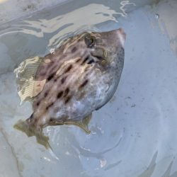 今期初カワハギ