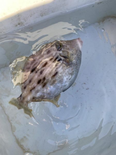 今期初カワハギ