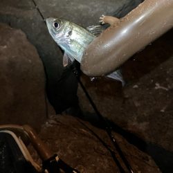 夜釣りと投げ釣り