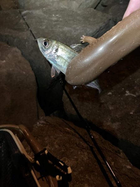 夜釣りと投げ釣り