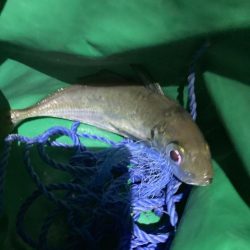 サーフの投げサビキでチヌとアジGET