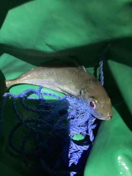 サーフの投げサビキでチヌとアジGET