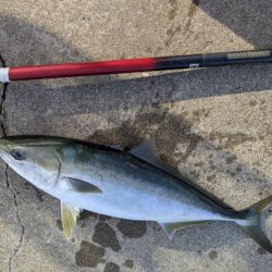 ハマチゲットしました!