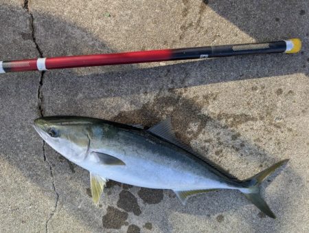 ハマチゲットしました!