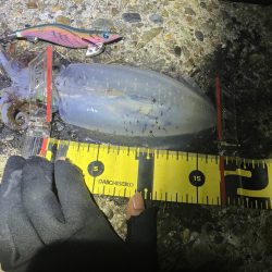 秋🦑　終盤？何とかアオリ🦑釣れた😊