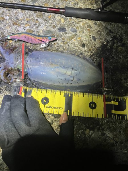 秋🦑　終盤？何とかアオリ🦑釣れた😊