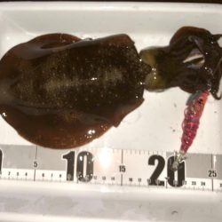 キレイな星空の下で