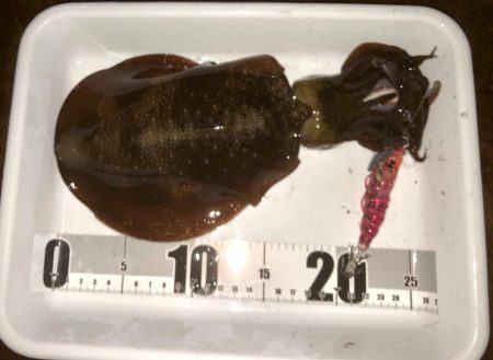 キレイな星空の下で