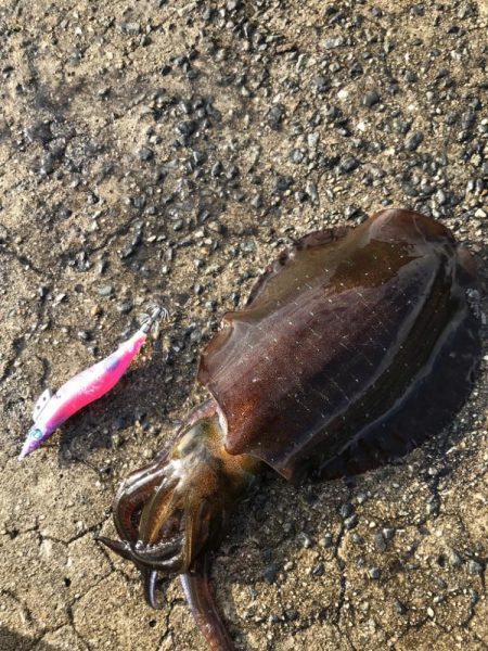 雨降ってアオリイカ